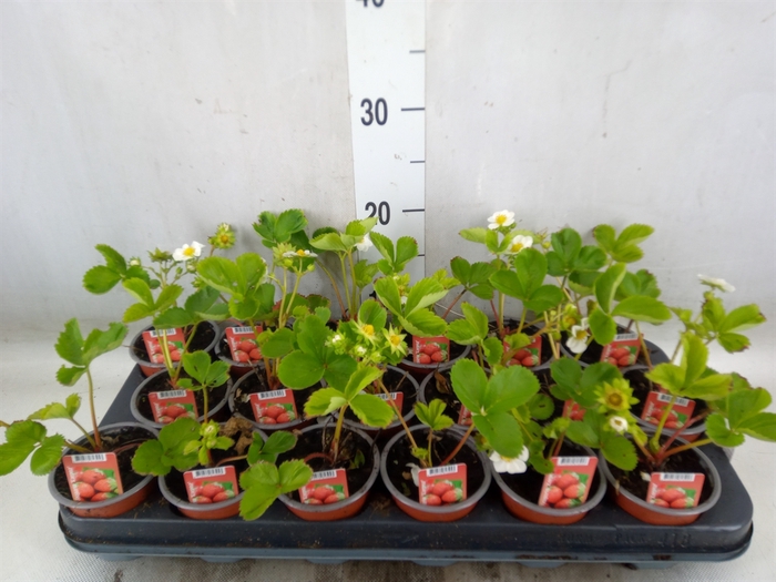 <h4>Fragaria   ...</h4>