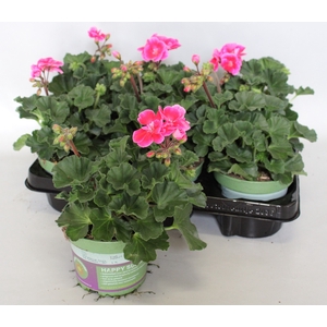 Pelargonium zonale Tammo (Rose with Eye)