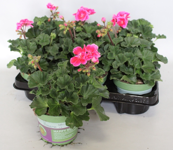 <h4>Pelargonium zonale Tammo (Rose with Eye)</h4>