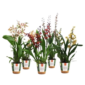 Inca Cambria mix 4+ spike in Jungle cover