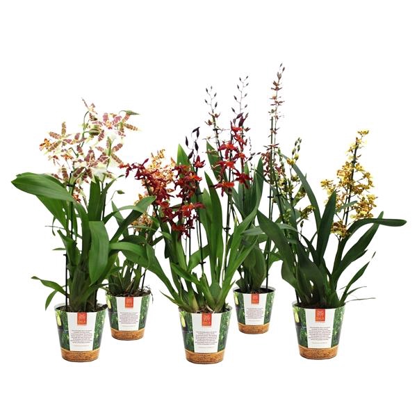 <h4>Inca Cambria mix 4+ spike in Jungle cover</h4>