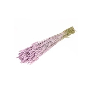 .Triticum lilac misty