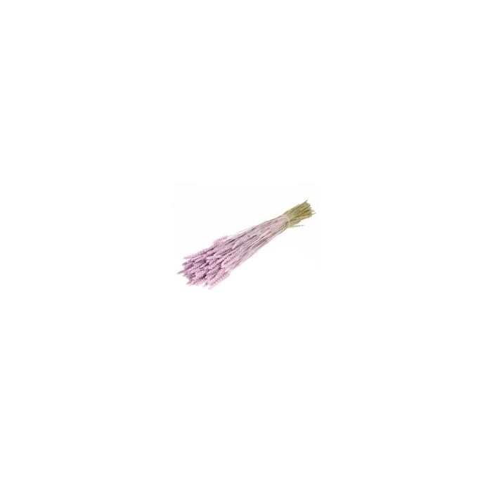 <h4>.Triticum lilac misty</h4>
