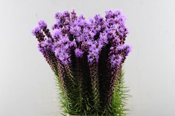 <h4>Liatris Spicata (paars) 80cm</h4>