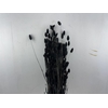 Dried Phalaris X5 Black Bunch