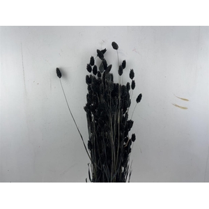 Dried Phalaris X5 Black Bunch