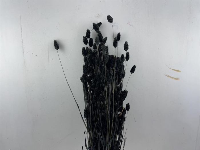 Dried Phalaris X5 Black Bunch