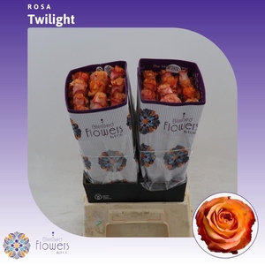 Rosa gr Twilight@