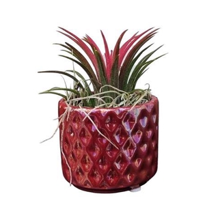 Arrangementen Tillandsia 6%