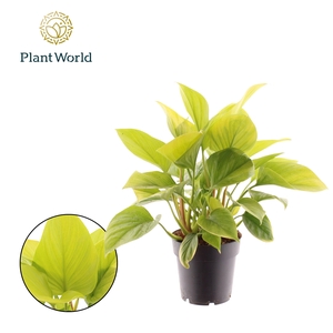 Homalomena Lemon Lime