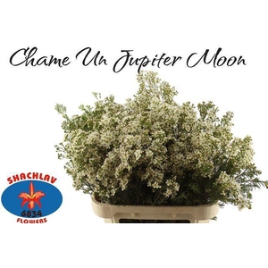 CHAME UN JUPITE MOON