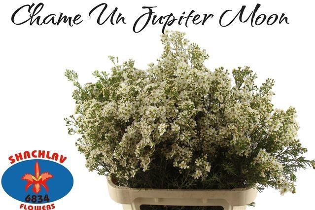 <h4>CHAME UN JUPITE MOON</h4>