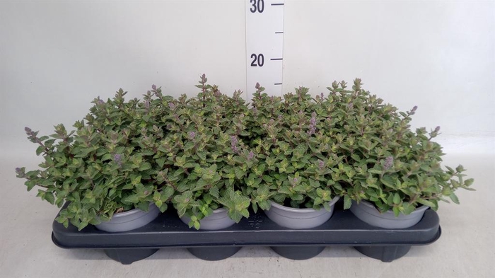 <h4>Nepeta faassenii</h4>