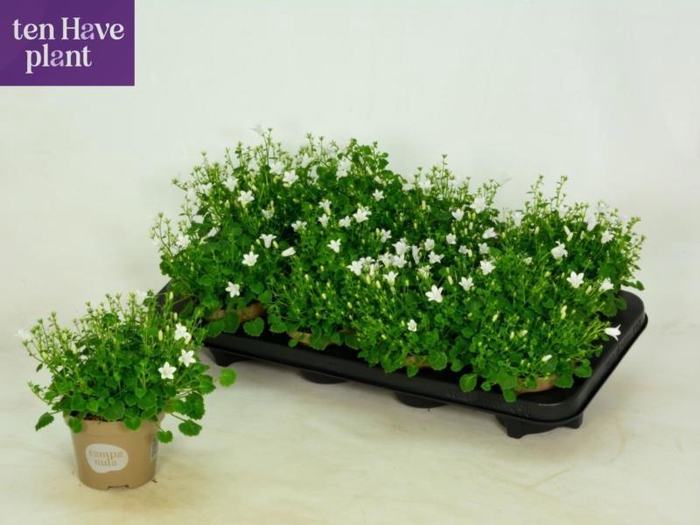 <h4>CAMP POR PORT ICE WH</h4>