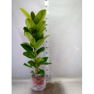 Ficus altissima