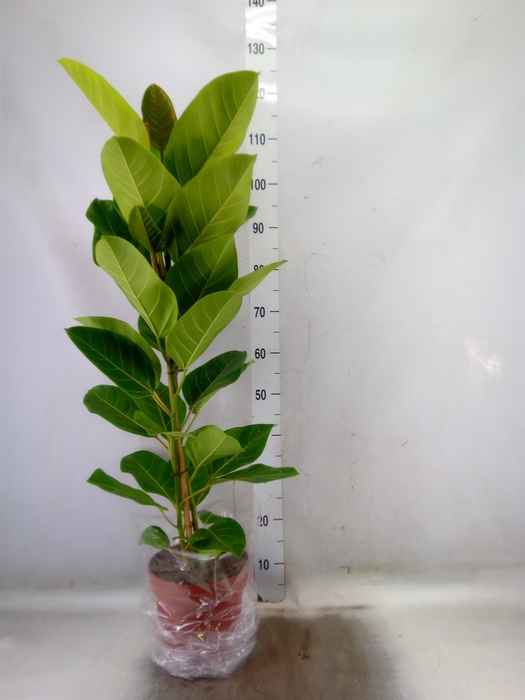 <h4>Ficus altissima</h4>