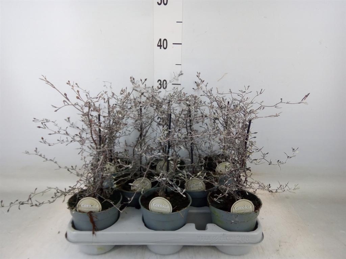 <h4>Corokia cotoneaster</h4>