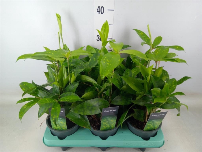 <h4>Dracaena surculosa</h4>