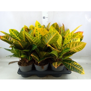Codiaeum var. GR 'Petra'