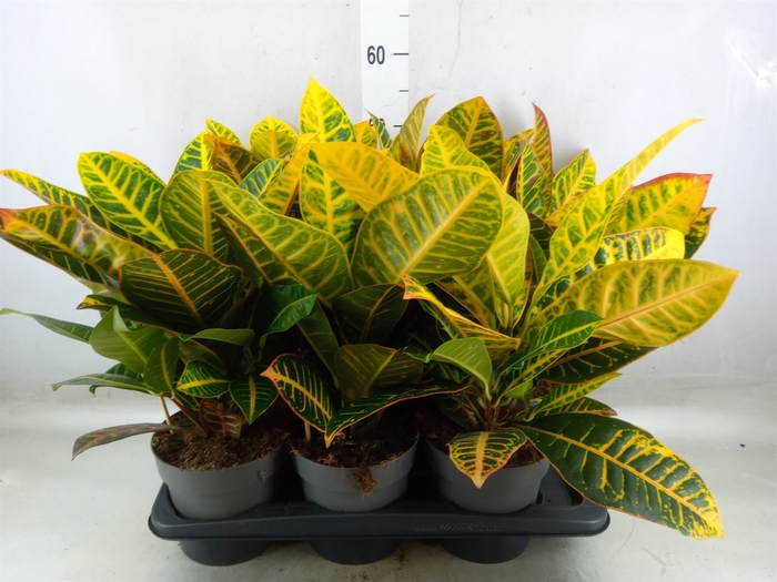 <h4>Codiaeum var. GR 'Petra'</h4>