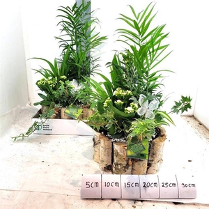 Arr Tuinplanten