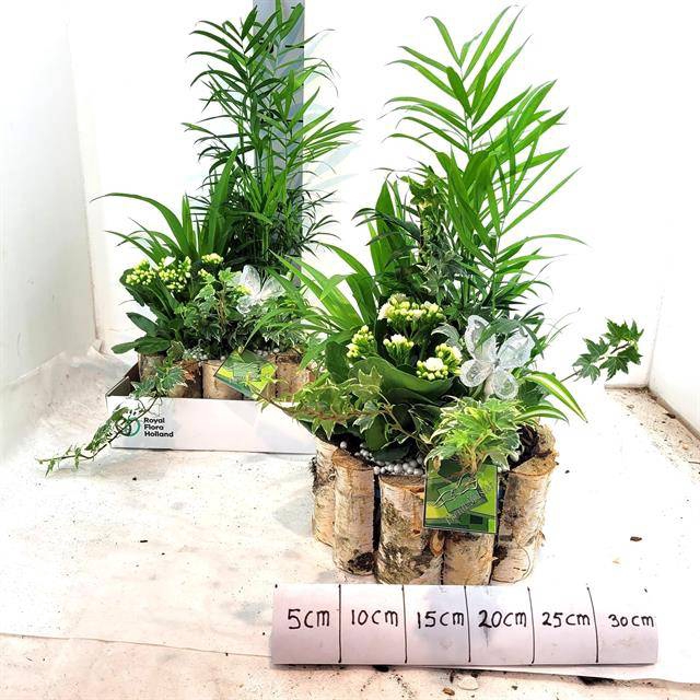 <h4>Arr Tuinplanten</h4>
