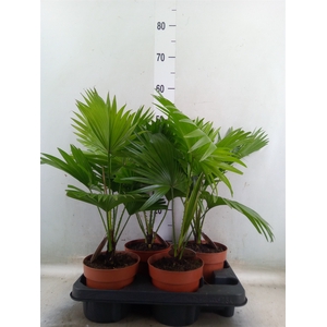 Livistona rotundifolia