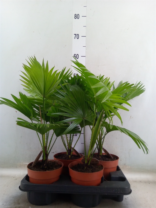 <h4>Livistona rotundifolia</h4>