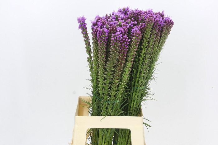 <h4>Liatris Spicata</h4>