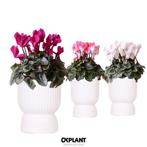 Cyclamen mix in Diabolo pot white