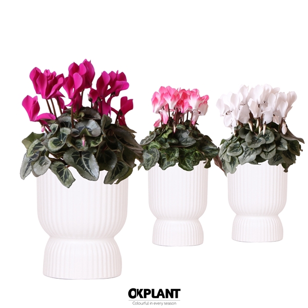 <h4>Cyclamen mix in Diabolo pot white</h4>