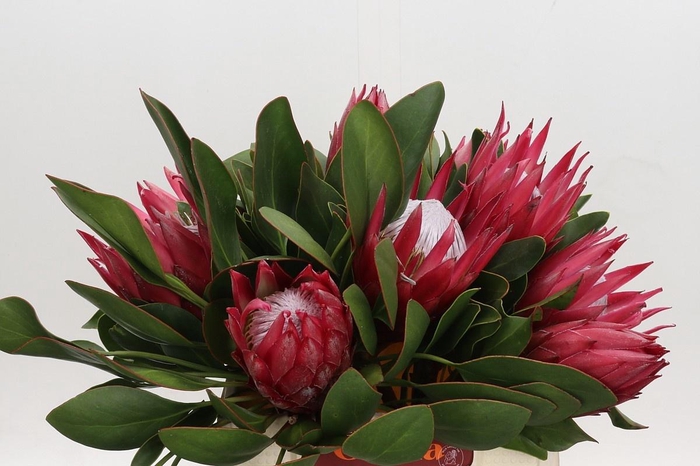 <h4>PROTEA CY MADIBA</h4>