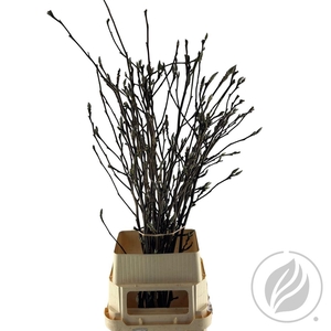 Magnolia Grandiflora 100cm