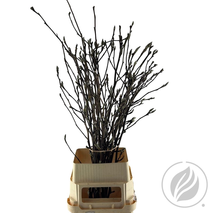 <h4>Magnolia Grandiflora 100cm</h4>