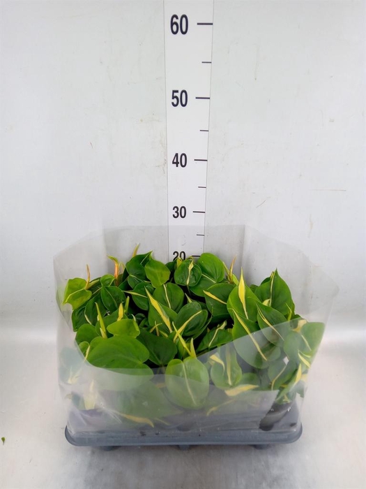 <h4>Epipremnum   ...</h4>