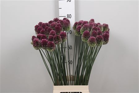 Allium Sphaerocephal