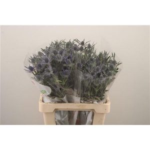 Eryngium Mag Blue Lagoon