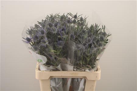 <h4>Eryngium Mag Blue Lagoon</h4>