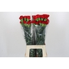 Dianthus St Don Pedro