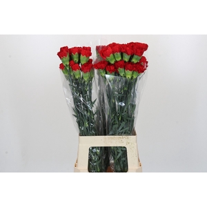 Dianthus St Don Pedro