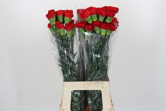 <h4>Dianthus St Don Pedro</h4>
