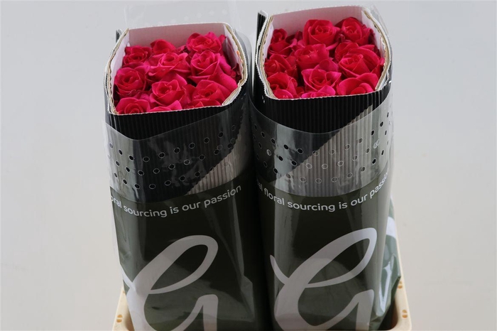 <h4>R Gr Hot Explorer</h4>