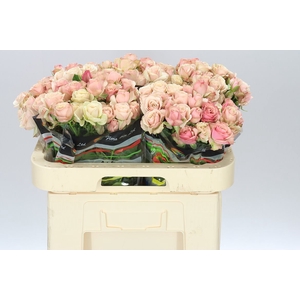 Rosa Tr Destini