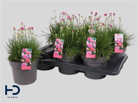 <h4>Armeria Maritima</h4>