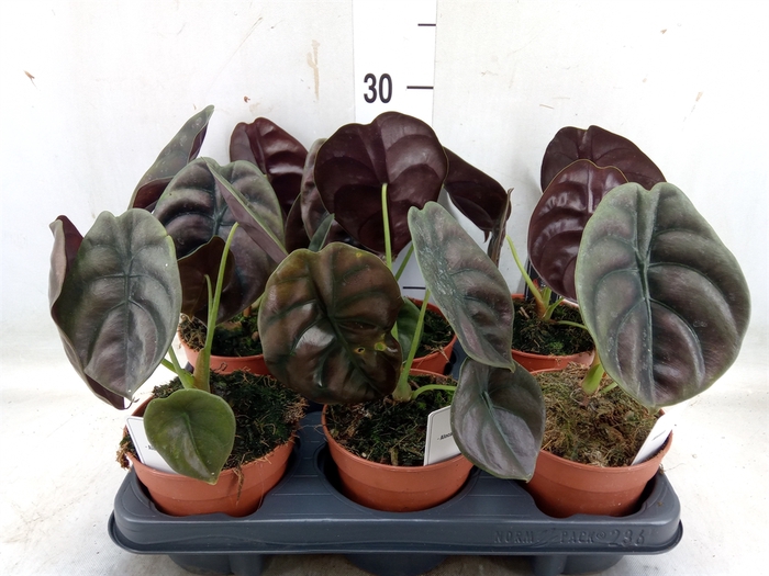 <h4>Alocasia cuprea 'Red Secret'</h4>