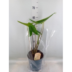 Alocasia zebrina