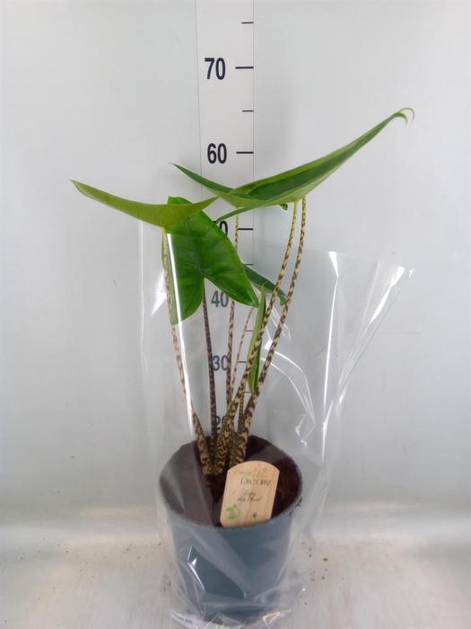 <h4>Alocasia zebrina</h4>