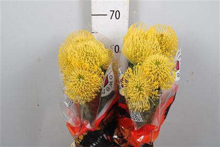 <h4>Leuco High Gold</h4>