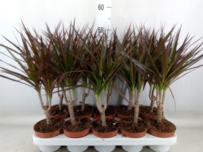 <h4>Dracaena marg. 'Magenta'</h4>