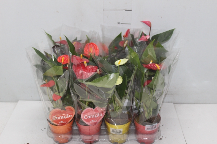 <h4>ANTHURIUM VARIADO P09</h4>